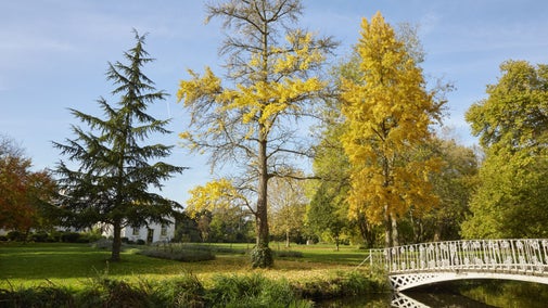 Image of trees by white bridge at Morden Hall Park where leaves have changed to golden